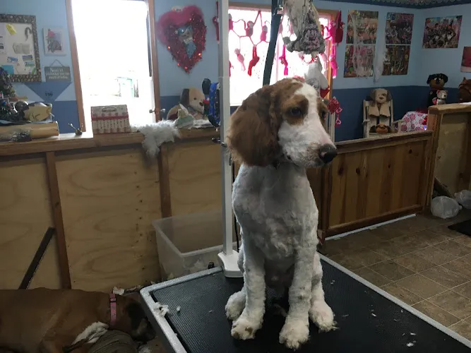 Bowzers B & B Pet Grooming - Professional cat grooming in Hermiston, OR