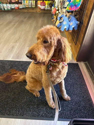Woof Gang Bakery & Grooming Winter Park - Cat grooming in Winter Park
