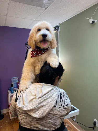 Gone Wild Pet & Supply - Cat grooming in Lafayette