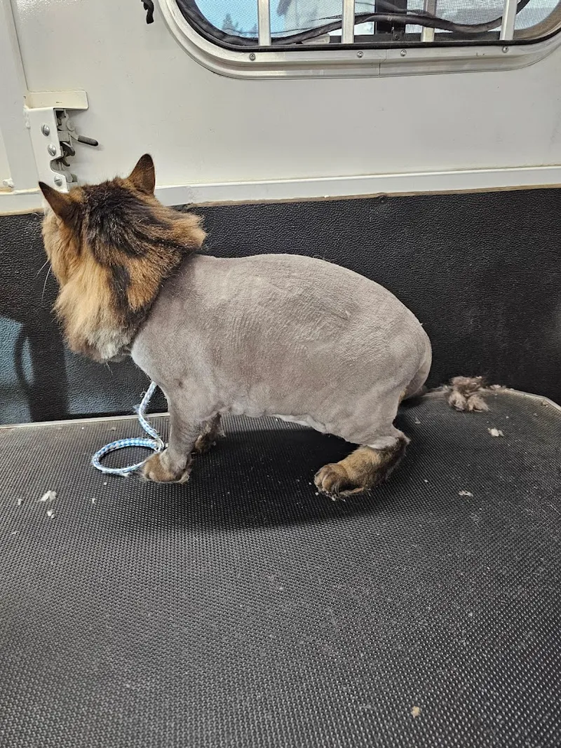 All breed mobile pet grooming Las Vegas Nevada - Cat grooming in Las Vegas