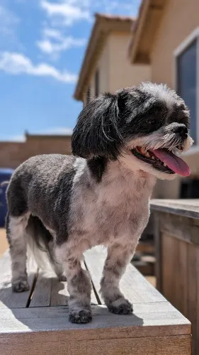 Clippers n Combs - Cat grooming in El Mirage