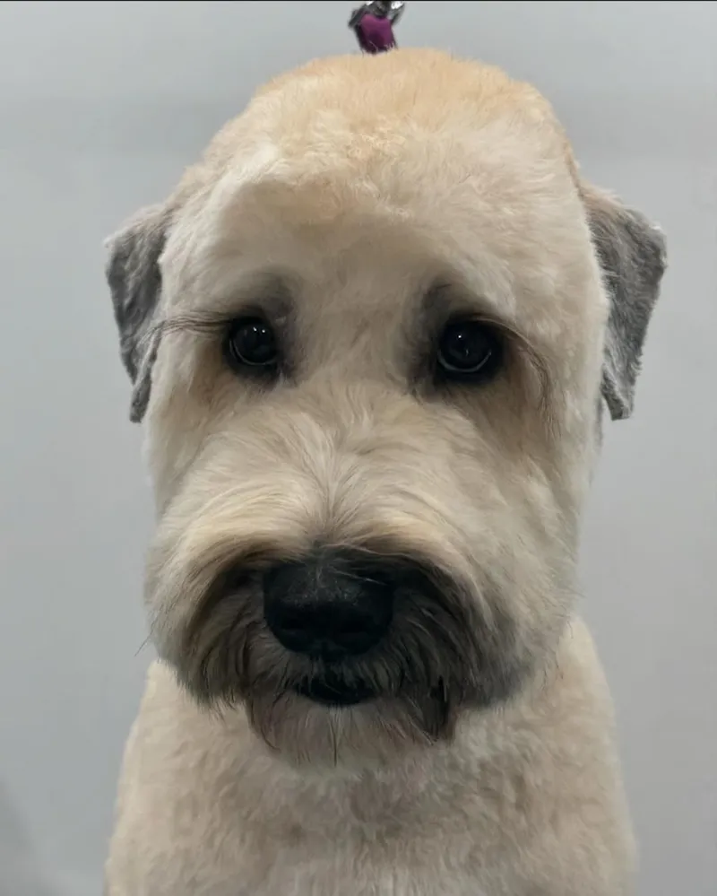 White Rock Pet Grooming - Cat grooming in Dallas
