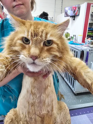 Wendy's Grooming - Cat grooming in Bayfield