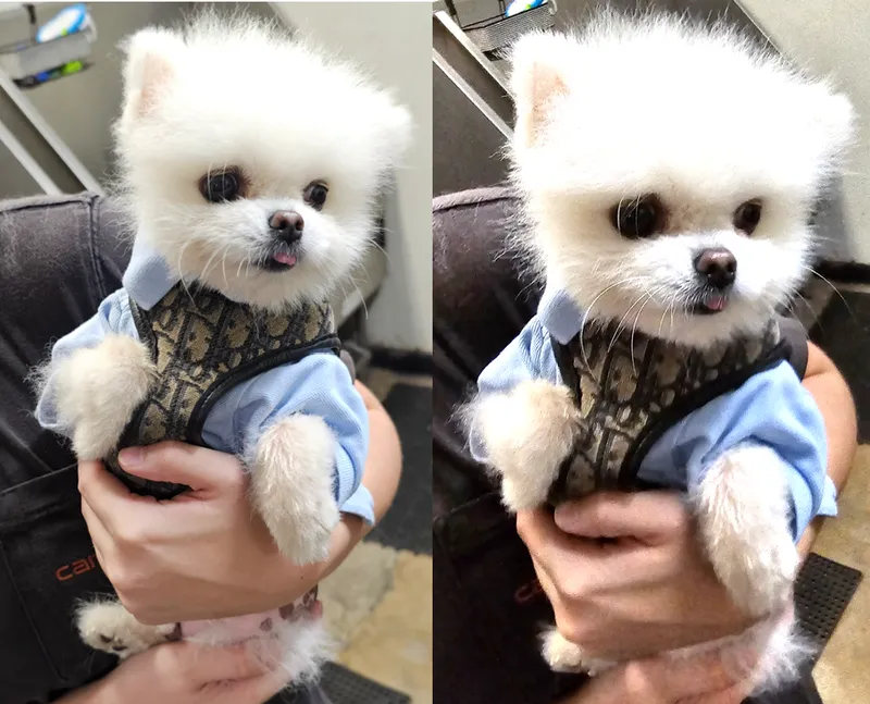 Point Loma Dog Salon N Spa - Cat grooming in San Diego