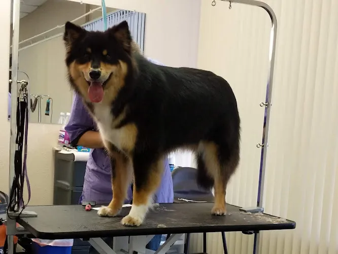 Joyful Pet Grooming - Cat grooming in Lake Oswego