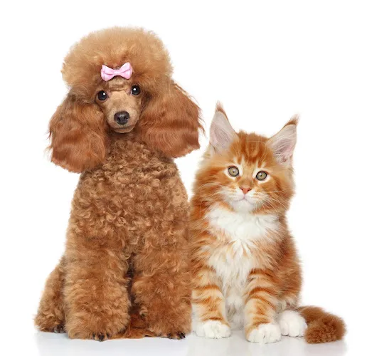 PETS ON THE BAY - Cat grooming in New Smyrna Beach