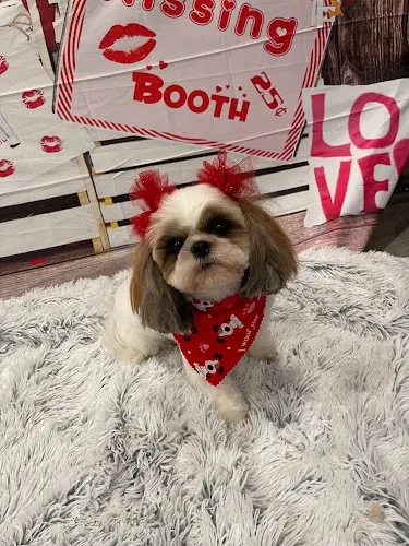 Bubbles and Barks Dog Grooming - Cat grooming in Bradley