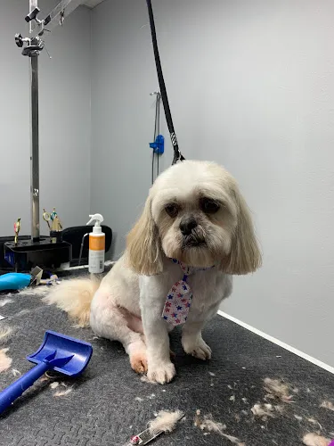 Just 4 Pawz Day Spaw - Cat grooming in Grand Forks