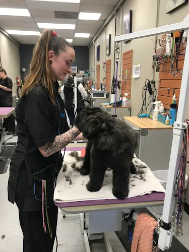 Dogs' Own Grooming - Cat grooming in Loveland
