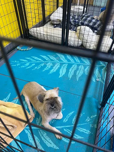 The Dashing Dog Parlour, LLC - Cat grooming in Fort Mill