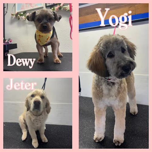 Sakuras Pet Grooming LLC - Professional cat grooming in Gillette, WY