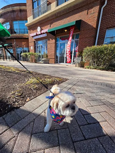 TreatUrPups - Cat grooming in Lorton