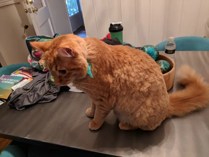 Petite Pet Gallery - Cat grooming in North Brentwood