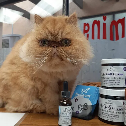 Cat & Doggie Works - Cat grooming in El Cajon