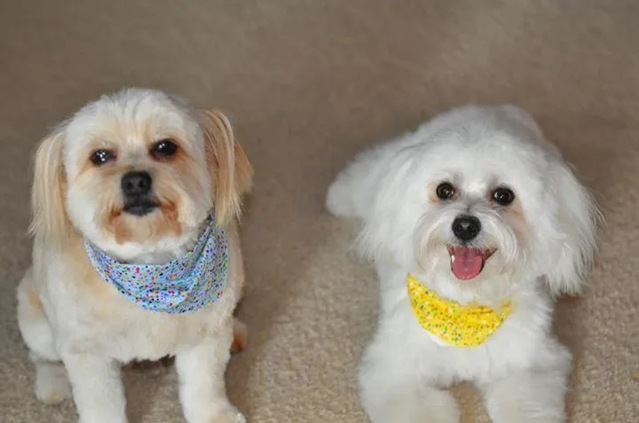 Shar-Jo's Pet Styling & In-Home Pet Sitting - Mobile cat grooming in Milford, OH