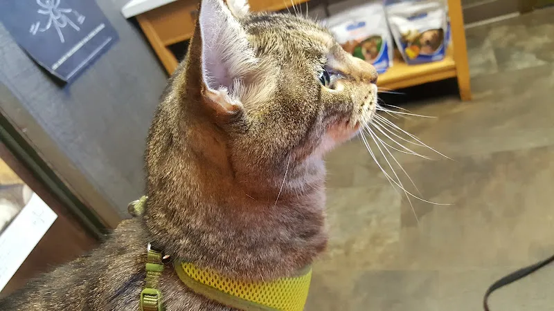 Pet Center Inc - Cat grooming in Dover