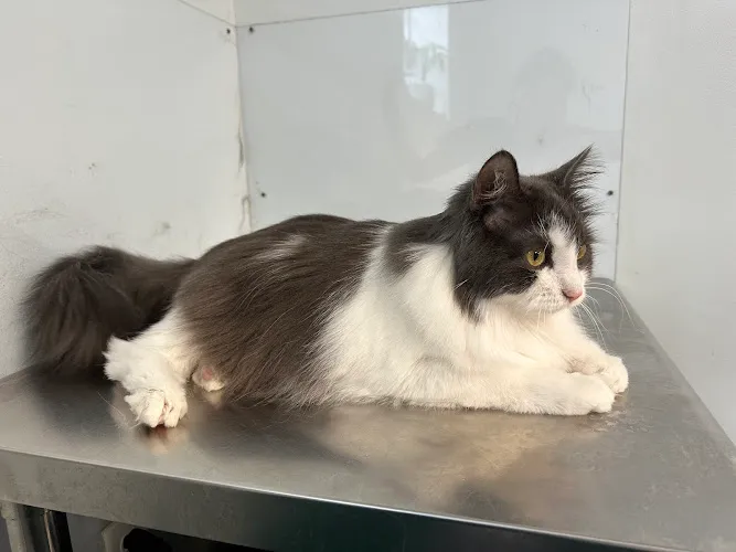 Paws for Purrfection LLC - Cat grooming in New Castle