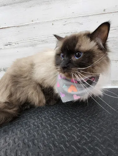 Pampered Paws - Cat grooming in Denver