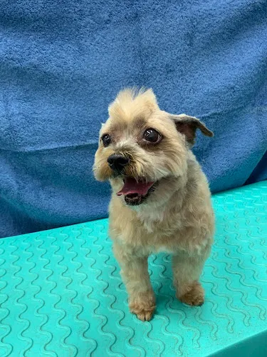 Bathe R Doggie - Cat grooming in Pasadena