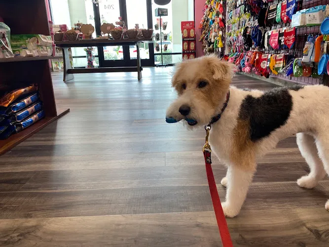Woof Gang Bakery & Grooming Estero - Cat grooming in Estero