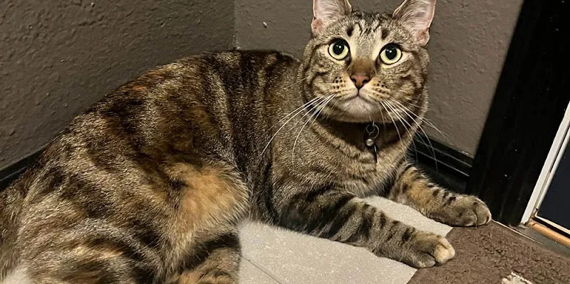 Tidy Tails Grooming - Cat grooming in Bismarck