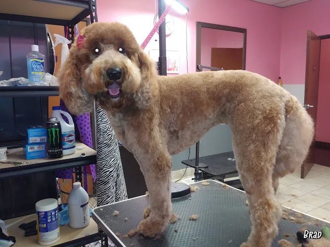 Woof Gang Bakery & Grooming Cedar Park - Cat grooming in Austin