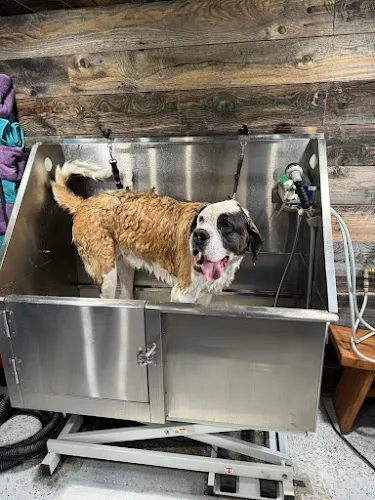 Huckleberry Hound Spa - Cat grooming in Montana City