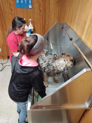 The Twins Pet Grooming - Professional cat grooming in Calumet, MI