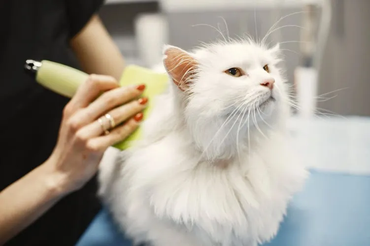 Doggy Bubbles Grooming and Boarding in Ocala - Cat grooming in Ocala