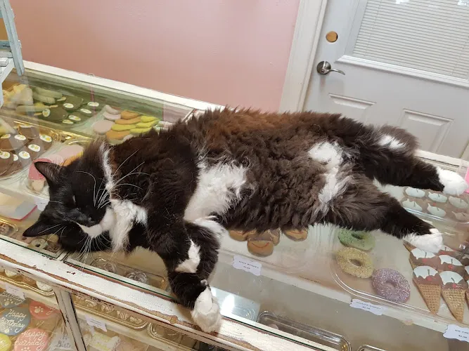 Mobi Dog pet salon & spa - Cat grooming in Temple