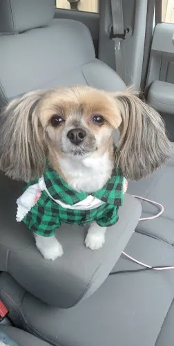 The Classy Canine - Professional cat grooming in Pearl, MS