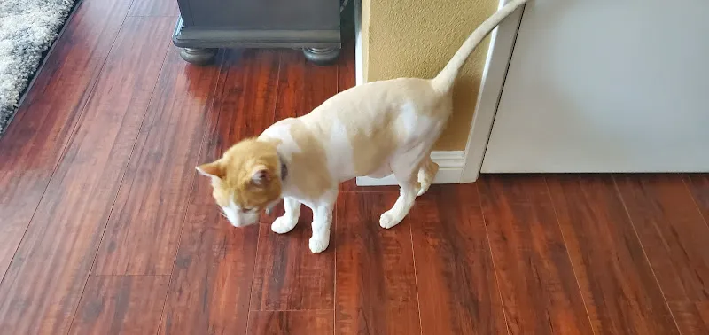 AV Doggie Styles - Cat grooming in Palmdale