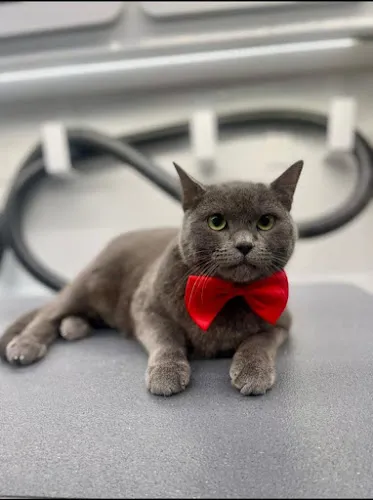 Rapawzel Dog Grooming & Day Care - Cat grooming in Hillside