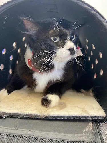 Arfin' Annie's Pet Salon - Cat grooming in Albuquerque