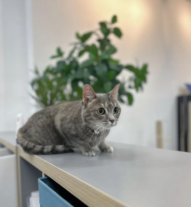 Pet Beloved - Cat grooming in San Diego
