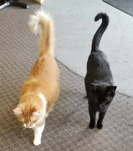 Ufuri Pet Salon - Professional cat grooming in Port Huron, MI