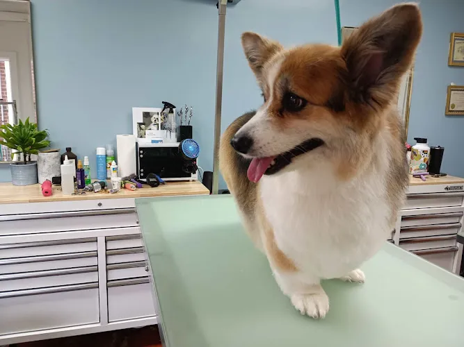Lancaster Pet Grooming - Cat grooming in Lancaster