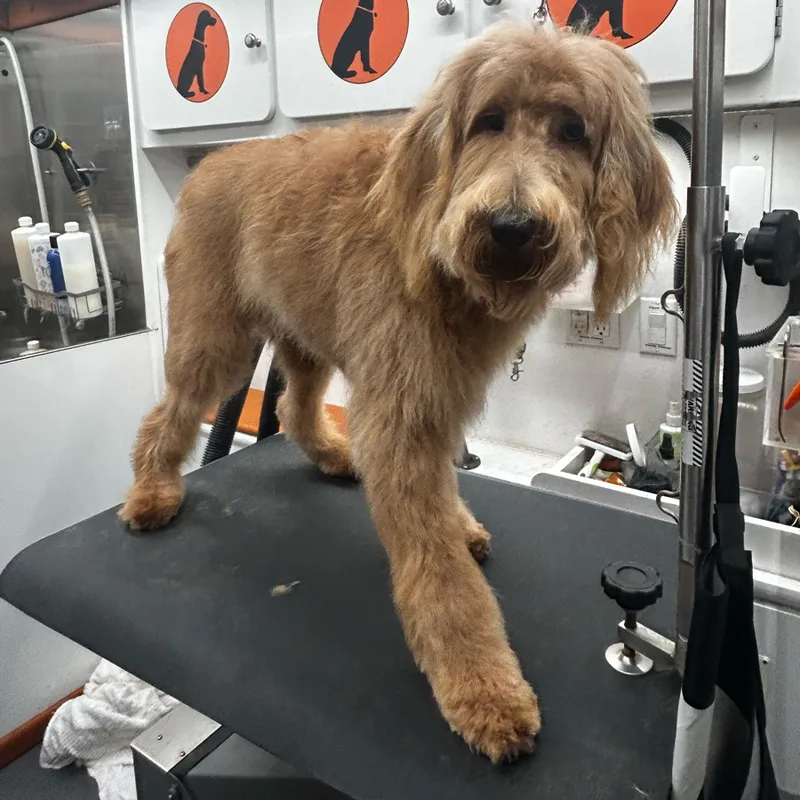 Furry Land Mobile Pet Grooming Cleveland + Akron + Canton + Surrounding Areas - Cat grooming in Maple Heights