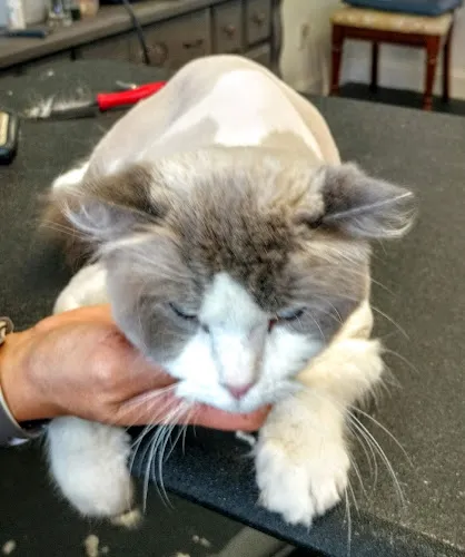 Southern Styles Pet Salon - Cat grooming in Hendersonville