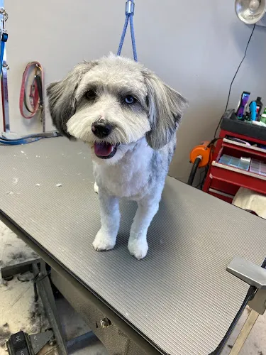 Ali's Pali's South County Pet Salon - Cat grooming in Mehlville