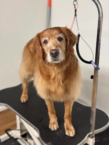The Dog Wash Company - Cat grooming in Corning