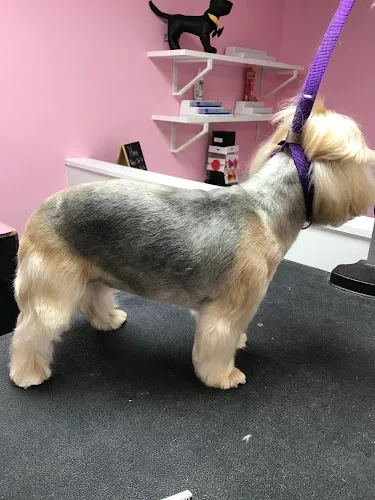 Spoil Me Dog Spa - Cat grooming in Tampa
