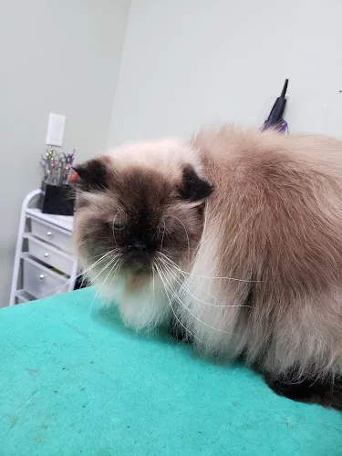 Canine Couture - Cat grooming in Bellmore