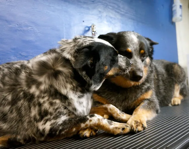 Dirty Dog Pet Grooming - Cat grooming in Warren