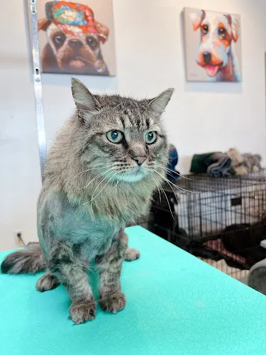 Pet Spa Dog Grooming - Cat grooming in Boise
