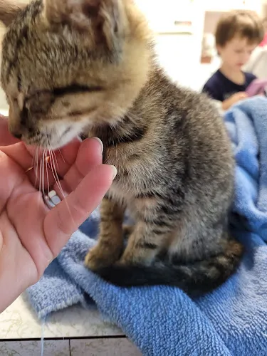Scotland Paws - Cat grooming in Tarboro