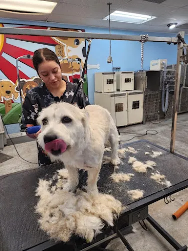 K9 klipping - Cat grooming in Pasadena