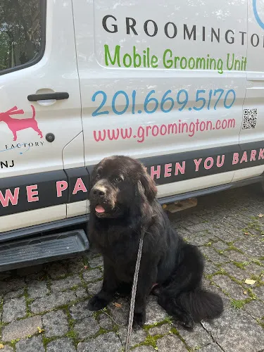Groomington Coat Factory - Mobile cat grooming in Midland Park, NJ