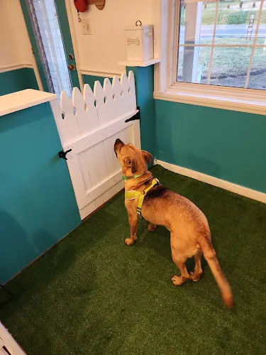 Kamp K-9 Grooming Salon - Cat grooming in Pfafftown