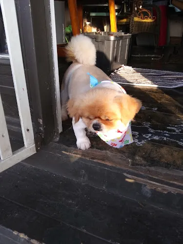 Yuppie Puppy - Mobile cat grooming in Monroe, LA